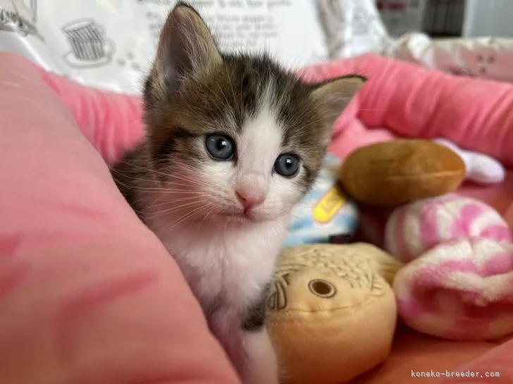 ID:2108-00088の子猫