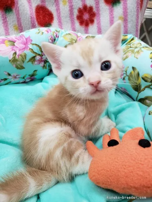 ID:2107-01703の子猫