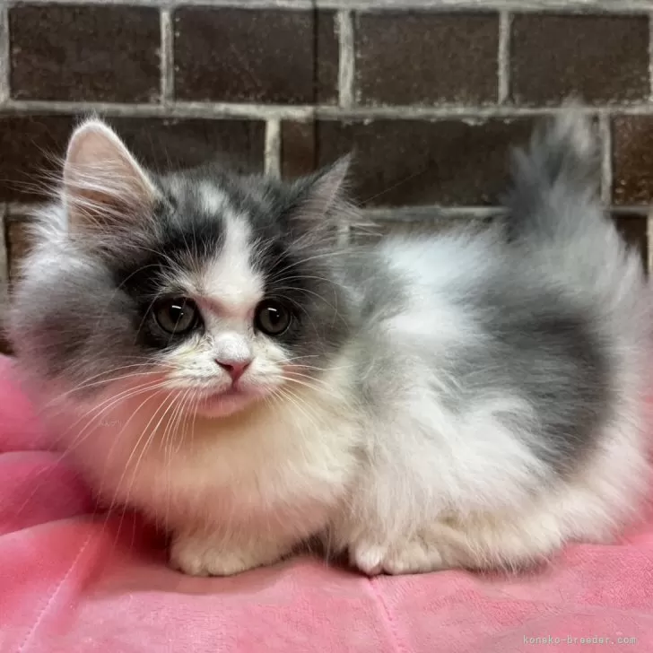 ID：2410-03365の子猫