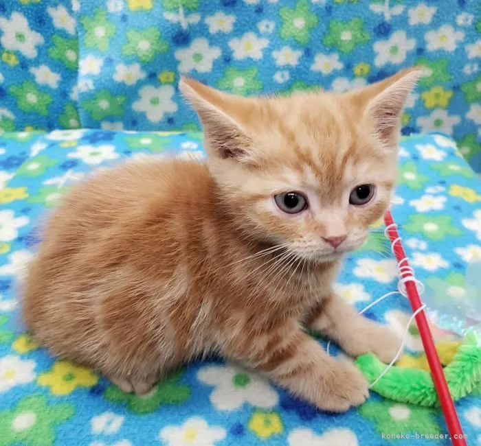 ID:2202-00833の子猫