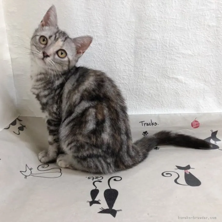 ID:2305-03232の子猫
