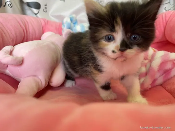 ID:2108-01223の子猫