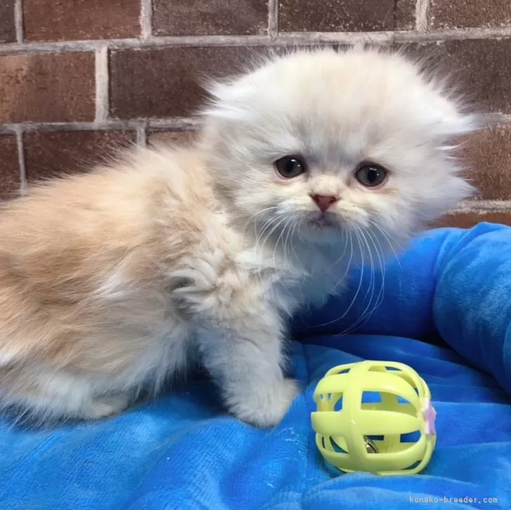 ID:2401-00692の子猫