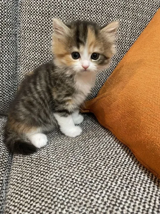 ID：2106-01264の子猫