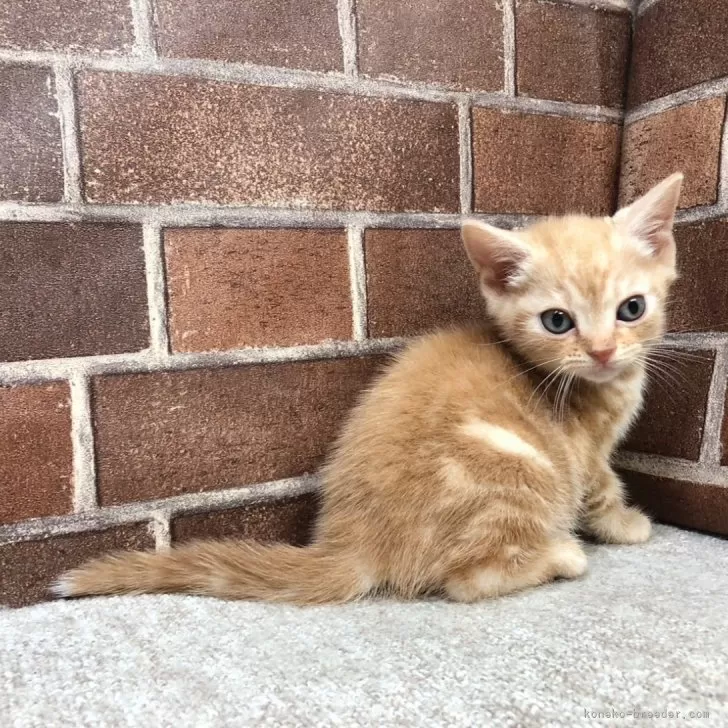 ID：2404-02151の子猫