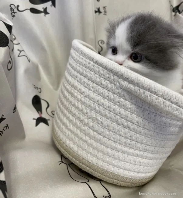 ID:2106-00612の子猫