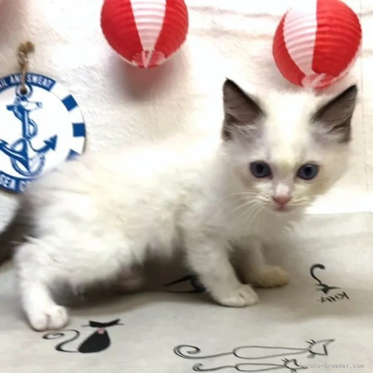 ID：2308-00969の子猫