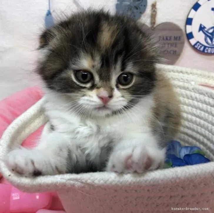 ID：2206-02662の子猫