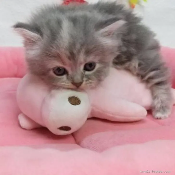 ID:2211-00074の子猫