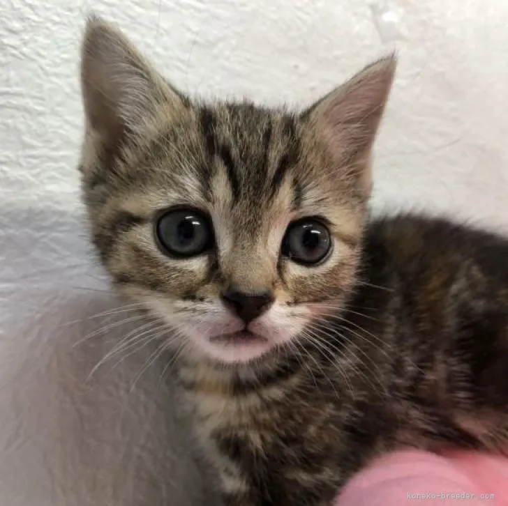 ID:2207-00716の子猫
