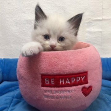 ラグドール【東京都・男の子・2023年4月4日・シールポイントバイカラー】の写真「色もカラーも可愛い男の子(長男)です✨」