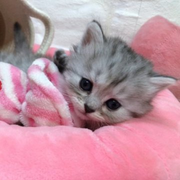 ミヌエット(長足)【東京都・女の子・2023年4月18日・シルバータビー（ミディアム）】の写真「とっても可愛い顔の女の子です✨」