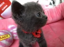 ブリティッシュショートヘア【東京都・女の子・2021年7月23日・ブルー】の写真5