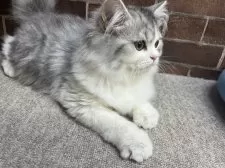 ミヌエット(長足)【東京都・男の子・2025年7月3日・シルバー&ホワイト】の写真10