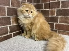 スコティッシュフォールド(折れ耳)【東京都・女の子・2025年7月1日・レッドタビー】の写真11