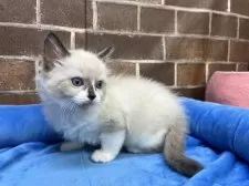 ラグドール【東京都・男の子・2025年7月8日・シールポイント】の写真11