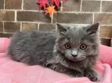 マンチカン(長足)【東京都・女の子・2025年8月20日・ブルー】の写真12