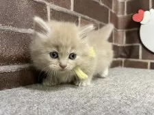 マンチカン(短足)【東京都・男の子・2025年10月24日・クリーム】の写真12