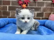 ラグドール【東京都・男の子・2025年9月16日・ブルーポイントバイカラー】の写真12