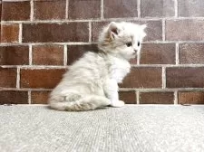 スコティッシュフォールド(立ち耳)【東京都・男の子・2025年3月21日・クリーム&ホワイト】の写真13