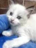 ラグドール【東京都・男の子・2025年3月13日・シールポイントバイカラー】の写真13