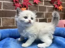 ラグドール【東京都・男の子・2025年9月16日・ブルーポイントバイカラー】の写真13