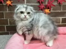 スコティッシュフォールド(折れ耳)【東京都・女の子・2025年6月23日・シルバーパッチドタビー&ホワイト】の写真13