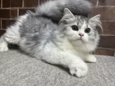 ミヌエット(長足)【東京都・男の子・2025年7月3日・シルバー&ホワイト】の写真14