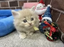 マンチカン(短足)【東京都・男の子・2025年10月24日・クリーム】の写真14