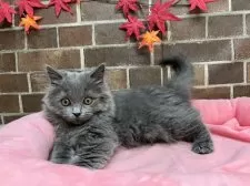 マンチカン(長足)【東京都・女の子・2025年8月20日・ブルー】の写真14