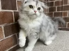 スコティッシュフォールド(折れ耳)【東京都・女の子・2025年6月23日・シルバーパッチドタビー&ホワイト】の写真14