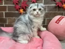 スコティッシュフォールド(折れ耳)【東京都・女の子・2025年6月23日・シルバーパッチドタビー&ホワイト】の写真15