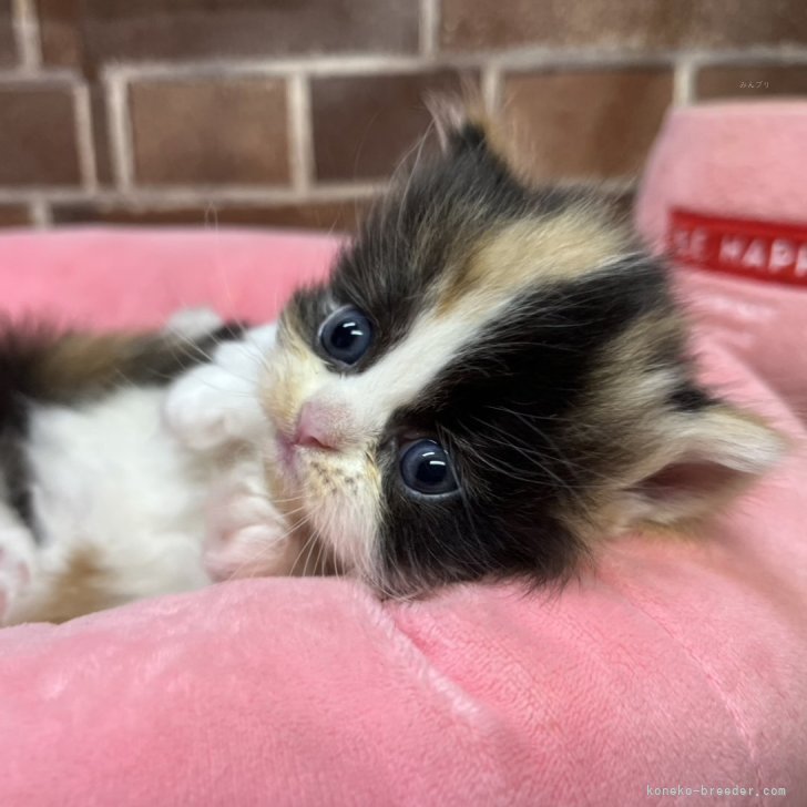 ブリーダー画像