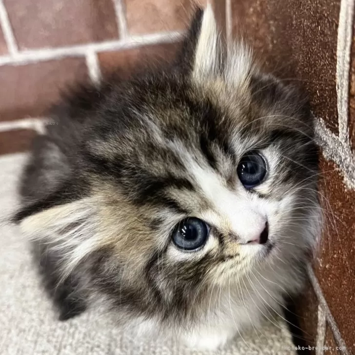 ID：2412-01872の子猫