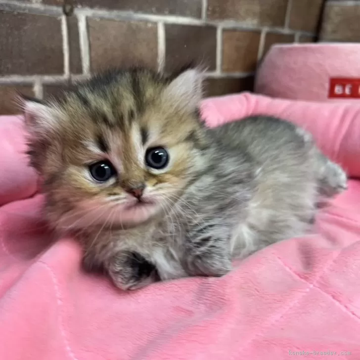 ID:2505-00642の子猫