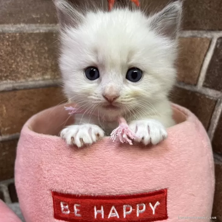 ID：2510-02454の子猫