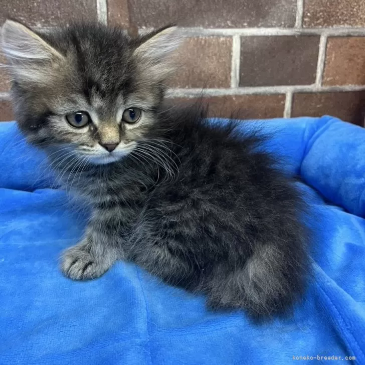ID:2508-03174の子猫