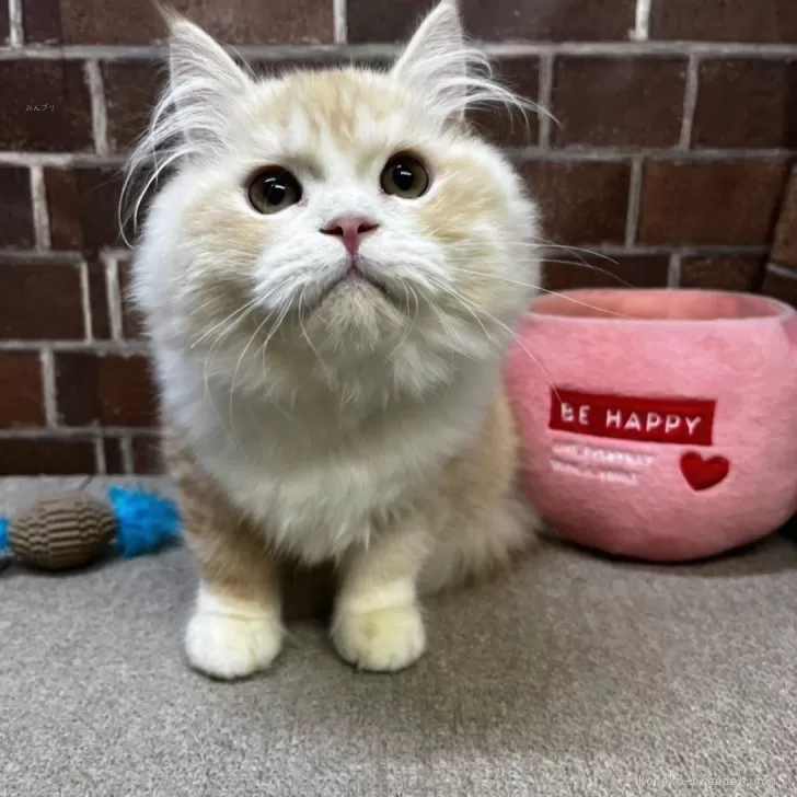 ID：2409-01373の子猫