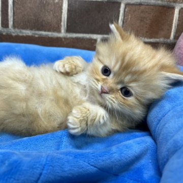 スコティッシュフォールド(立ち耳)【東京都・男の子・2025年11月24日・レッドタビー（ミディアム）】の写真「耳立ちの色も顔も可愛い男の子です(次男)✨️」