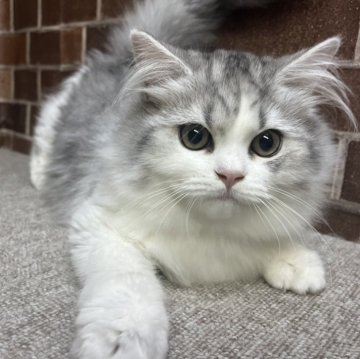 ミヌエット(長足)【東京都・男の子・2025年7月3日・シルバー&ホワイト（ミディアム）】の写真「色も顔も可愛い男の子です✨️」