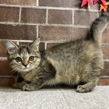 ミヌエット(長足)【東京都・女の子・2025年7月27日・ブラウンパッチドタビー（短毛）】の写真「可愛い顔の女の子です✨️」