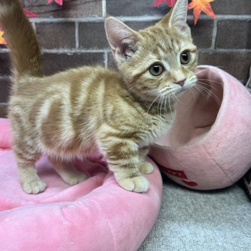 マンチカン(短足)【東京都・女の子・2025年8月22日・レッドタビー（ショート）】の写真「甘えん坊な性格で短足の顔も可愛い女の子です✨️」