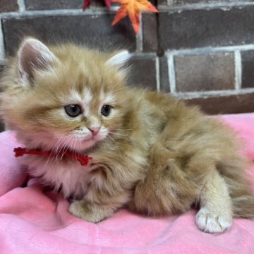 スコティッシュフォールド(立ち耳)【東京都・女の子・2025年9月25日・レッドタビー（ショート）】の写真「耳立ちの可愛い女の子です(長女)✨️」