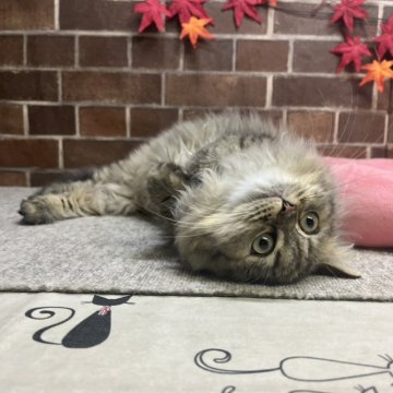 ミヌエット(長足)【東京都・女の子・2025年6月17日・ブラウンパッチドタビー（ミディアム）】の写真「顔の可愛い女の子(次女)です✨️」