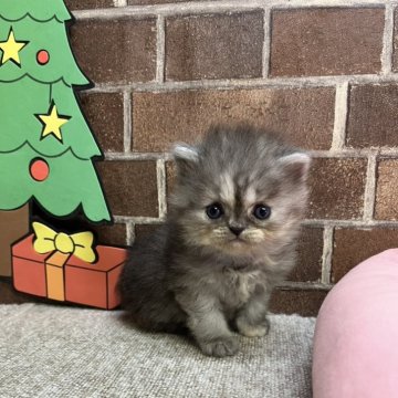 ミヌエット(長足)【東京都・女の子・2025年11月5日・ブルー&クリーム（ミディアム）】の写真「顔も可愛い女の子(次女)✨️」