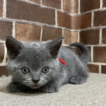 ブリティッシュショートヘア【東京都・女の子・2025年7月14日・ブルー（短毛）】の写真「顔も可愛い女の子です✨️」