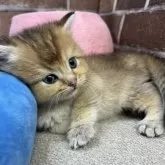 ブリティッシュショートヘア