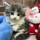 マンチカン(短足)