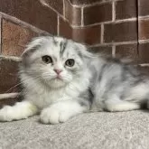 スコティッシュフォールド(折れ耳)