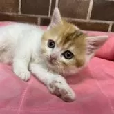 スコティッシュフォールド(立ち耳)